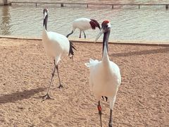 -盐城丹顶鹤湿地生态旅游区