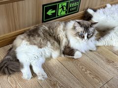 -白兔子密室(长寿路店)