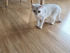 -滚猫咖啡·猫咖·猫友好撸猫(未来城店)