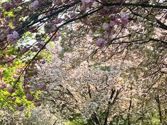 -洛阳市隋唐城遗址植物园