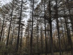 -塞罕坝国家级自然保护区