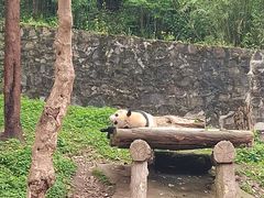 -都江堰中华大熊猫苑