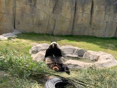 -上海野生动物园