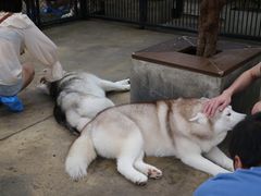 -TrueLove @ Neverland (Husky Cafe)