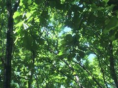 -帽儿山国家森林公园