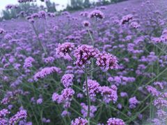 -紫颐香薰山谷景区