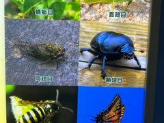 -上海昆虫博物馆