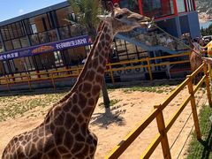 -西霞口神雕山野生动物世界