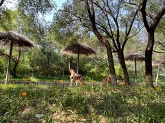 -北京野生动物园