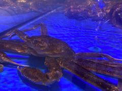 -盒马鲜生(大成店)