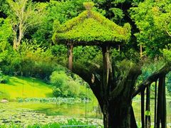 -云溪植物园