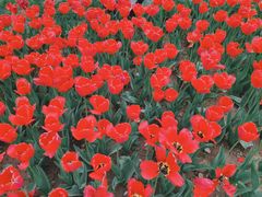 -石家庄市植物园