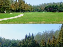 -合肥滨湖国家森林公园