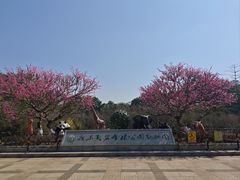 -广东茂名森林公园