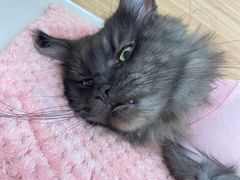 -达爱动物医院·犬猫分区·CT·复杂眼科(远洋山水分院)