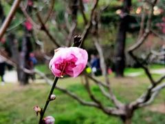 -桃花涧
