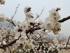 -北京凤凰岭