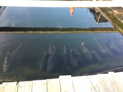 -蓝湾碧波·老字号·疍家非遗海上餐厅