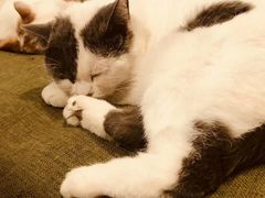 -Cappucimeow猫咪咖啡馆(韦伯时代店)