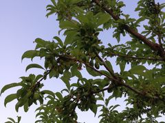 -意大利农场度假村