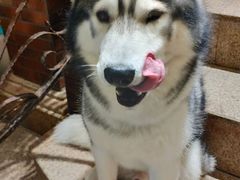 -more than meow吴止猫主题餐厅(承德 中船汇店)