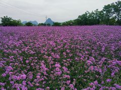 -会仙湿地