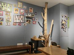 -这儿没有猫·猫咖萌宠馆·撸猫