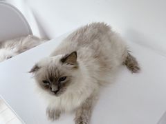 -喵的天空名猫咖啡馆·撸猫·猫舍·用品