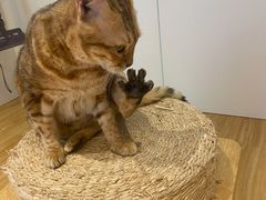 -啵啵喵·猫咖(攀华国际店)