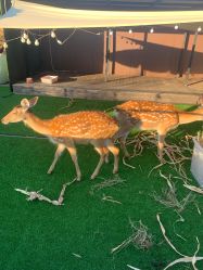 -小蜜蜂农场(凯德七宝购物广场店)