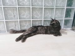-十年猫舍·猫咪专门店(普陀店)