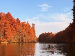 -上海海湾国家森林公园