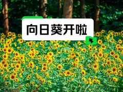 -上海滨江森林公园