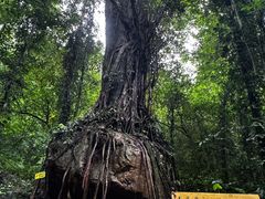 -莫里热带雨林景区