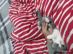 -翊宠yipet猫狗购宠庄园犬舍•猫舍