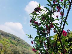 -南国桃园旅游度假区