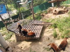 -大连森林动物园