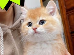 -欣宠猫屋·矮脚拿破仑·蓝金金渐层