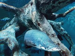 -上海海洋水族馆