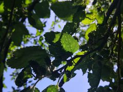 -阳台山自然风景区