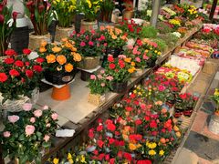 -秦美花卉(天朗·莱茵小城2期店)