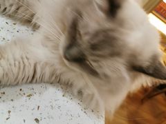-滚猫咖啡·猫咖·猫友好撸猫(未来城店)