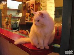 -Babycat私家御饼屋(龙头路一店)