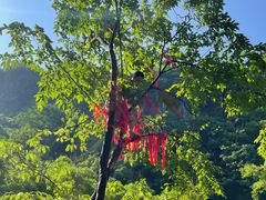 -华蓥山天意谷景区