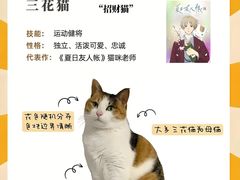 -Bastet sally猫舍购宠(静安店)