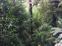-清迈丛林飞跃 JungleFlight