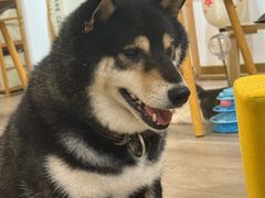 -柴迷FANS CLUB·柴犬狗咖·猫咖