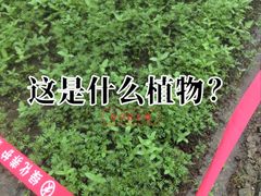 -中央公园(苏州工业园区)