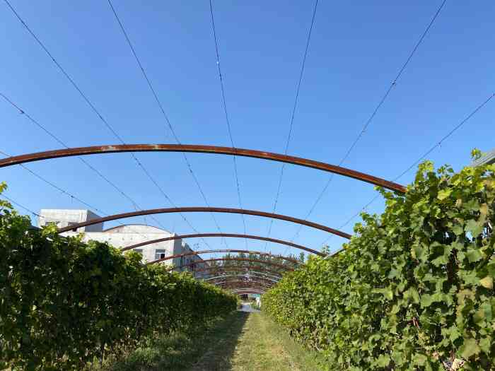 沁水园生态采摘垂钓园-"上周刚约过几个客户,钓了几条大鱼,现场就.