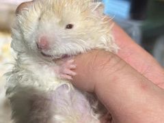 -蜜雪冰城(乌涂店)